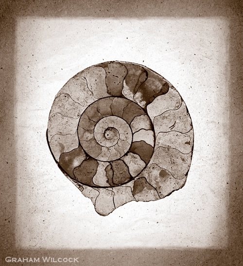 Ammonite I